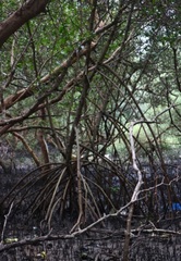 Rhizophora mucronata