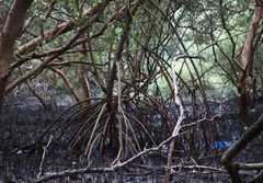 Rhizophora mucronata