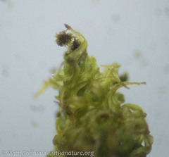 Plenogemma phyllantha