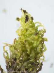 Plenogemma phyllantha