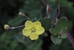 Sphedamnocarpus pruriens pruriens