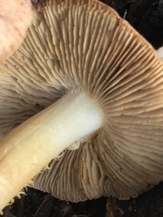 Inocybe brunnescens