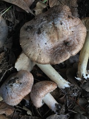 Inocybe brunnescens