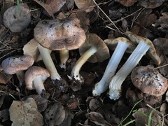 Inocybe brunnescens