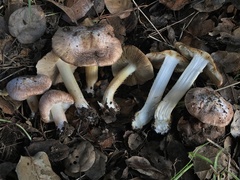 Inocybe brunnescens