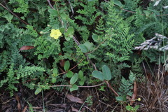 Sphedamnocarpus pruriens pruriens