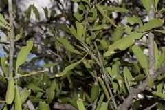 Psydrax oleifolia
