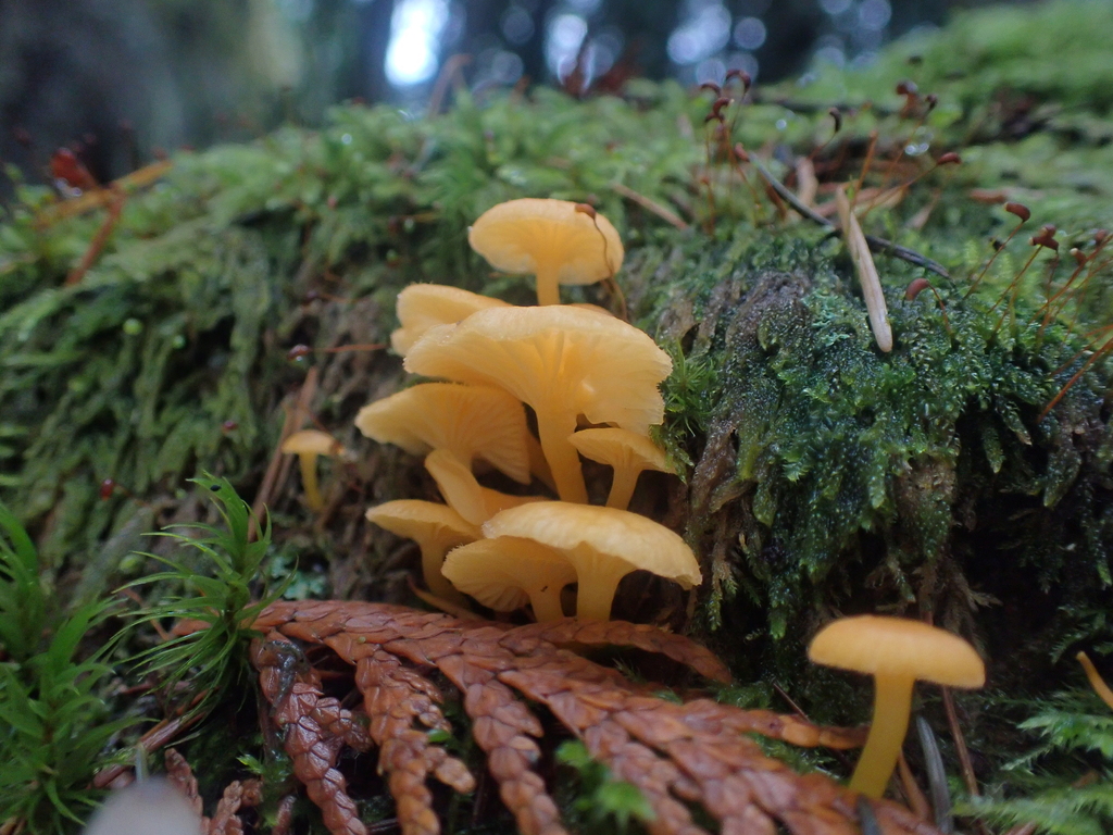 Chrysomphalina aurantiaca · November 2025 · photo: © dgwdoesthings (iNaturalist, cc0)