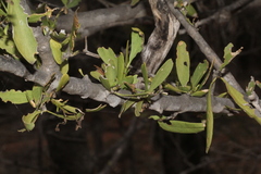 Psydrax oleifolia