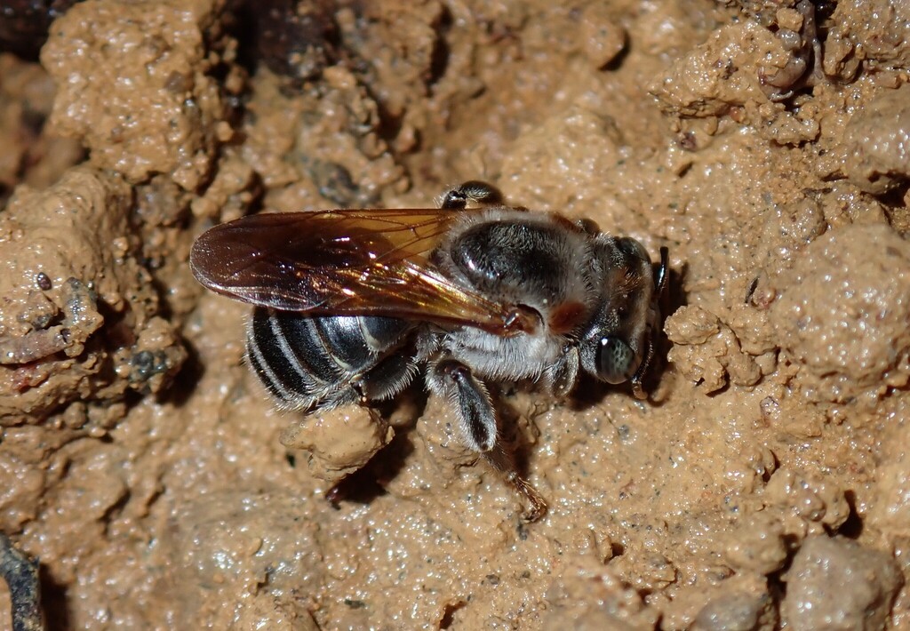 Melipona fasciculata