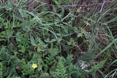 Sphedamnocarpus pruriens pruriens