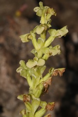 Pterygodium volucris