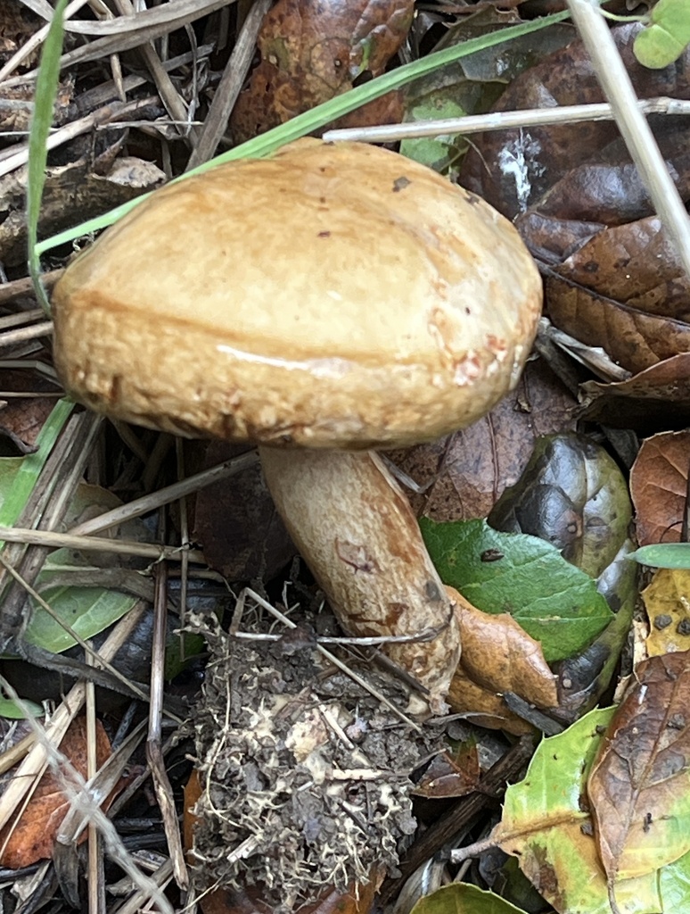 Paxillus involutus