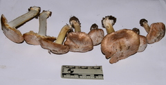Inocybe brunnescens