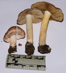 Inocybe brunnescens
