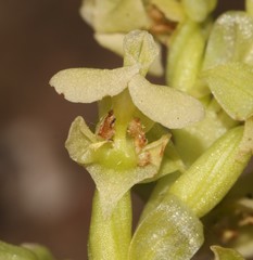 Pterygodium volucris