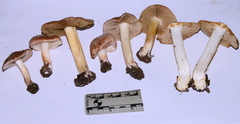 Inocybe brunnescens