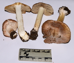 Inocybe brunnescens