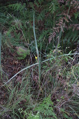 Hypoxis rigidula rigidula