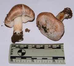 Inocybe brunnescens