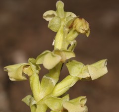 Pterygodium volucris