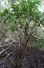 Rhizophora mucronata