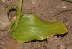 Pterygodium volucris