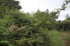 Sphedamnocarpus pruriens