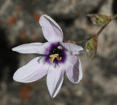Ixia stolonifera