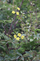 Sphedamnocarpus pruriens