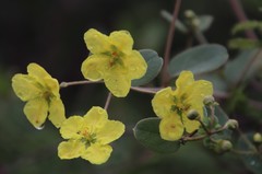 Sphedamnocarpus pruriens