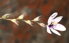 Ixia stolonifera