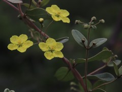 Sphedamnocarpus pruriens