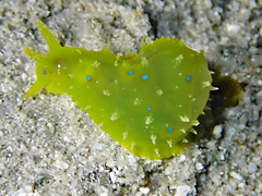 Stylocheilus longicauda