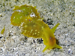 Stylocheilus longicauda