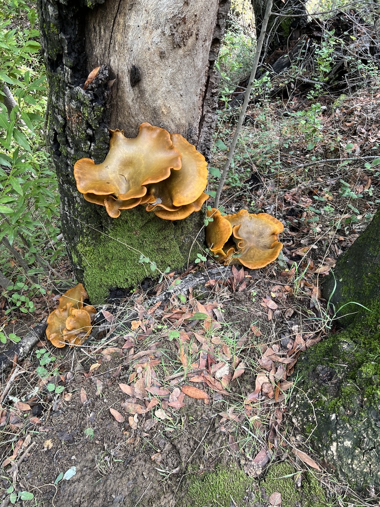 Omphalotus olivascens · November 2025 · photo: © brucewbailey (iNaturalist, cc-by)