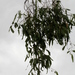 Dallachy's Ghost Gum - Photo (c) Pete Woodall, some rights reserved (CC BY-NC), uploaded by Pete Woodall