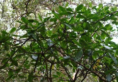Rhizophora mucronata