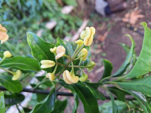 Hedycarya dorstenioides observed 2025-11-15