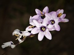 Ixia stolonifera