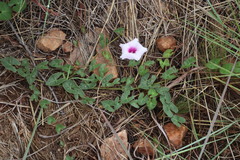 Ipomoea bathycolpos