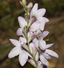 Ixia stolonifera