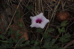 Ipomoea bathycolpos
