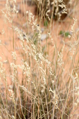 Eriachne mucronata