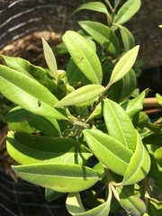 Backhousia citriodora