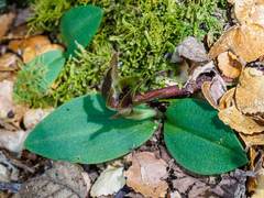 Chiloglottis grammata