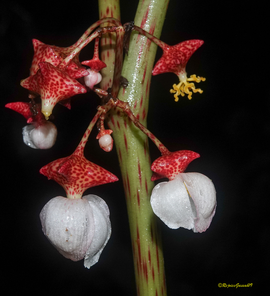 Begonia roxburghii
