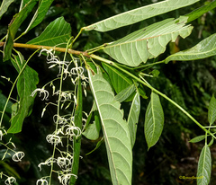 Sterculia hamiltonii