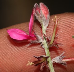 Indigofera complicata