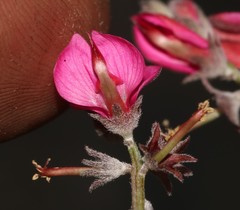 Indigofera complicata